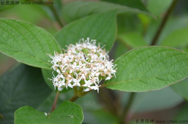 涼子木開花圖片 涼子木開花圖片