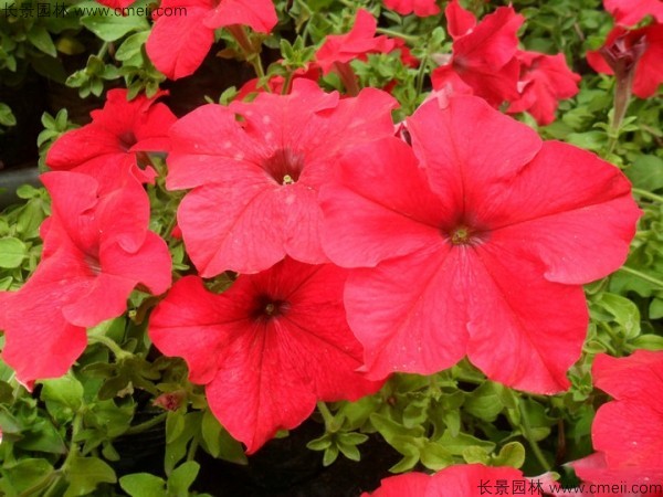 牽?；ǚN子發(fā)芽出苗開花圖片