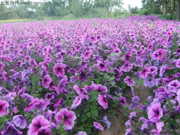 牽?；ǚN子發(fā)芽出苗開花圖片