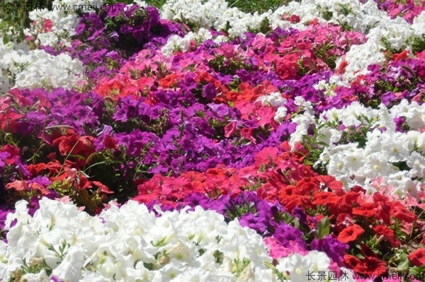 牽?；ǚN子發(fā)芽出苗開花圖片