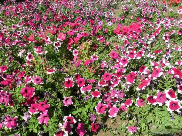 牽?；ǚN子發(fā)芽出苗開花圖片