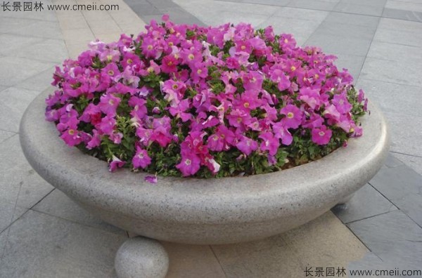 牽?；ǚN子發(fā)芽出苗開花圖片