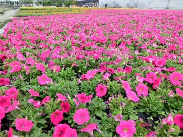 牽?；ǚN子發(fā)芽出苗開花圖片