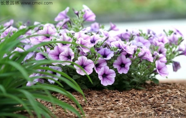 牽?；ǚN子發(fā)芽出苗開花圖片
