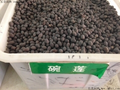 如何區(qū)分正宗碗蓮種子，和荷花種子怎么分辨？