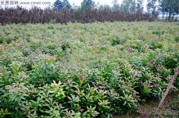 楊梅種子發(fā)芽出苗圖片 楊梅種子發(fā)芽出苗圖片