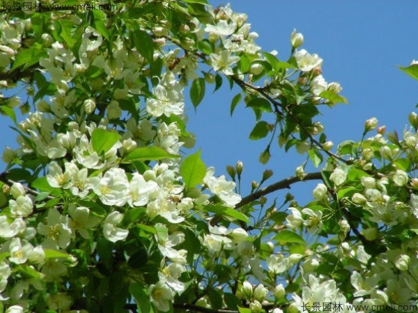 山丁子開花圖片 山丁子開花圖片