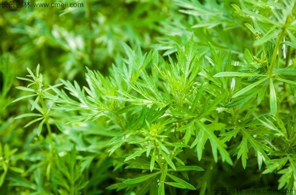 青蒿種子發(fā)芽出苗圖片 青蒿種子發(fā)芽出苗圖片