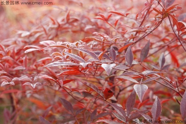 紅天竹種子發(fā)芽出苗圖片 紅天竹種子發(fā)芽出苗圖片