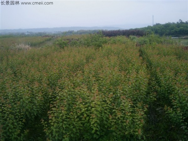 山梅花種子發(fā)芽出苗圖片 山梅花種子發(fā)芽出苗圖片