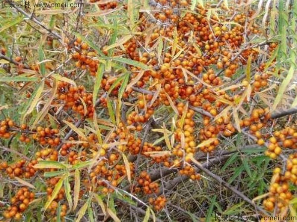刺柳種子發(fā)芽出苗圖片 刺柳種子發(fā)芽出苗圖片
