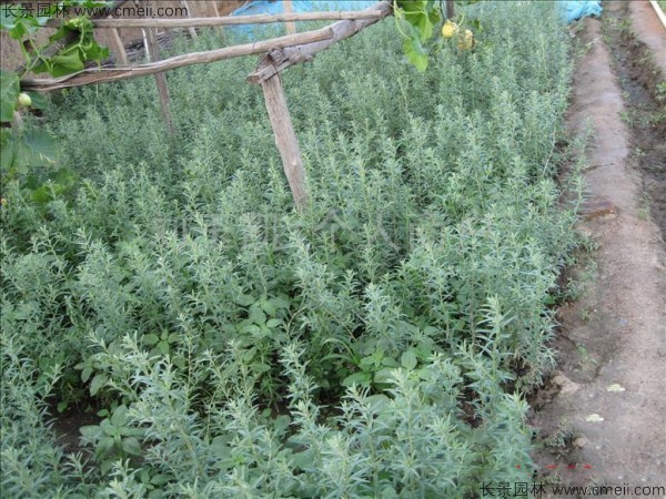 刺柳種子發(fā)芽出苗圖片 刺柳種子發(fā)芽出苗圖片