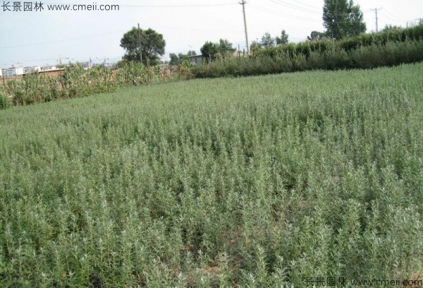 刺柳種子發(fā)芽出苗圖片 刺柳種子發(fā)芽出苗圖片