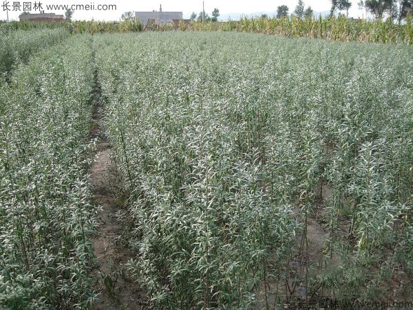 刺柳種子發(fā)芽出苗圖片 刺柳種子發(fā)芽出苗圖片