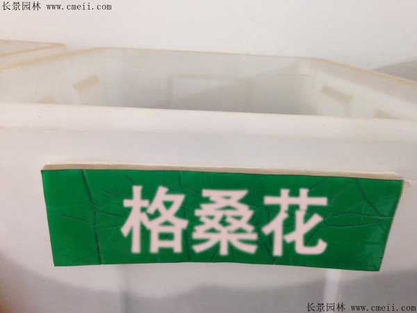 格?；ǚN子圖片