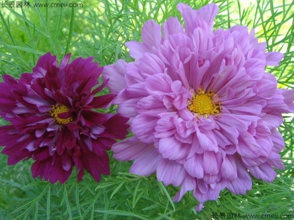 格?；ǚN子發(fā)芽出苗開花圖片