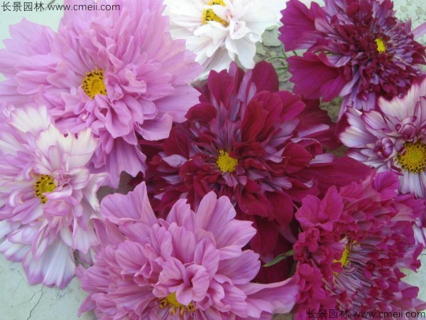 格?；ǚN子發(fā)芽出苗開花圖片