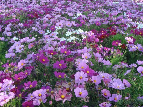 格?；ǚN子發(fā)芽出苗開花圖片