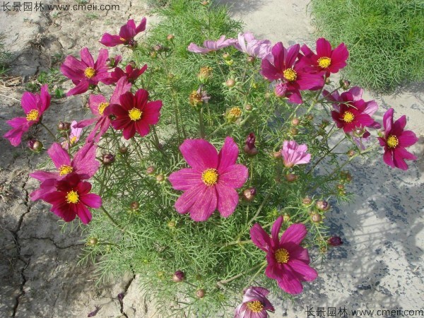 格?；ǚN子發(fā)芽出苗開花圖片