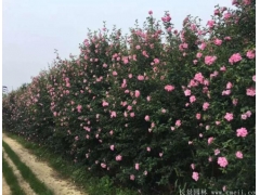木槿樹苗、木槿花多少錢